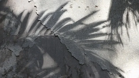 Manila palm tree shadows on old concrete wall Stock Footage 105091688