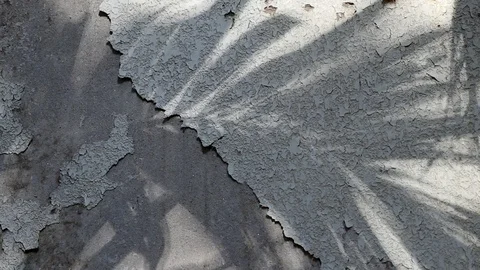 Manila palm tree shadows on old concrete wall Stock Footage 105091903