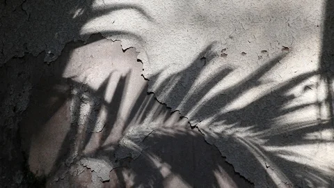 Manila palm tree shadows on old concrete wall Stock Footage 105092206