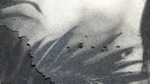 Manila palm tree shadows on old concrete wall Stock Footage 105092501