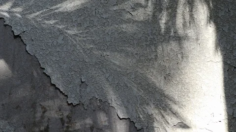 Manila palm tree shadows on old concrete wall Stock Footage 105092905