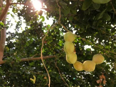 The Manila tamarind on Tree have sunlight Stock Photos