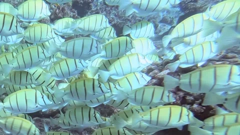 Manini School Sweeps Coral Reef in a Captivating Marine Display Stock Footage 341066672