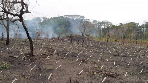 Manioc plantation Stock Footage 80601959