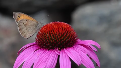 Maniola jurtina gatekeeper meadow brown butterfly and bumble bee on echinacea Vidéo 337956003