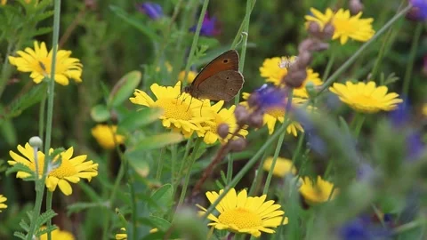 Maniola jurtina gatekeeper or meadow brown butterfly on dyers chamomile Stock-Footage 337156287