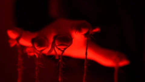 Manipulator hands in white gloves with ropes on fingers Stock Footage 253309869
