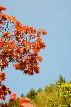 Manitopa maple Stock Photos