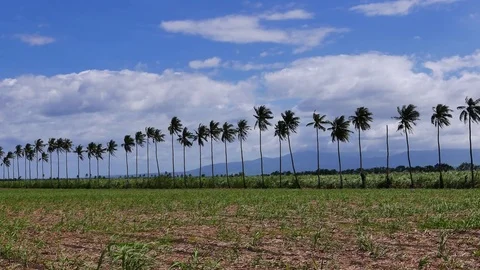 Manjuyod Rice Fields Stock Footage 76916284