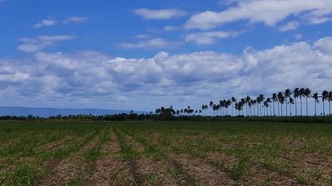 Manjuyod Rice Fields  (Time Lapse) Stock Footage 76917566