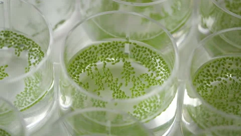 Mankai in the laboratory, the smallest vegetable in the world Stock Footage 231953573