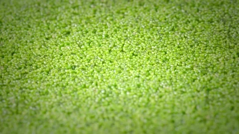 Mankai, tiny vegetable, superfood Stock Footage 148003239