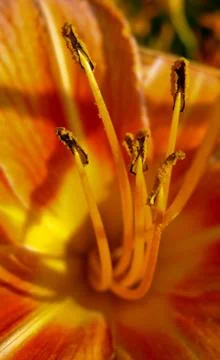 Manliness (2) Stock Photos