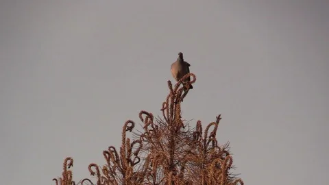 Manly roll Stock Footage 109424777