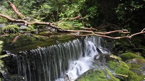 Manmade weir on a small stream in a forest. Stock Footage 255688557
