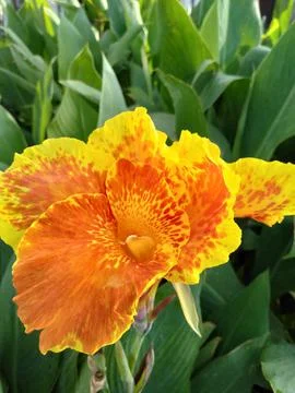 Manna lily Stock Photos