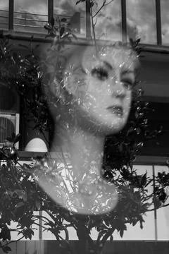 Mannequin doll head with tree branches reflection on glass window abstract .. Stock Photos