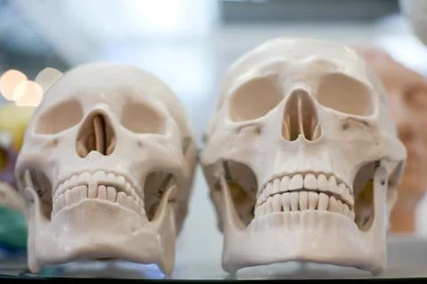 Mannequin skull Stock Photos