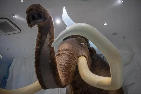 Manny Mamut Stock Photos