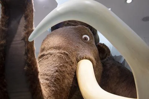 Manny Mamut Stock Photos