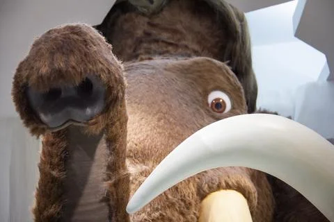 Manny Mamut Stock Photos