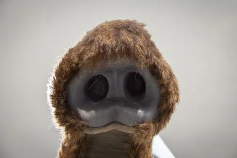 Manny Mamut Stock Photos