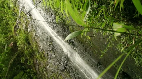 Manoa Falls, Motion Control, Dolly Shot 1 Vidéo 12421028