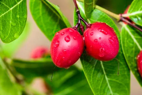 Manowho Stock Photos