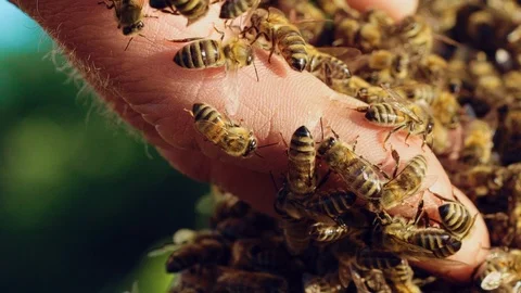 Man's bare hand with many insects crawling over the bees background. Macro shot  Video stock 103464150