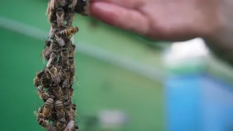 Man's bare hand with many insects crawling over the bees background. Macro shot Stock Footage 156843247