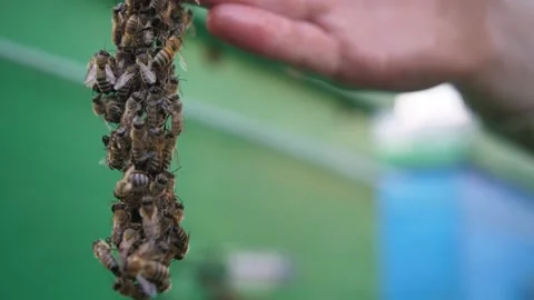 Man's bare hand with many insects crawling over the bees background. Macro shot Stock Footage 156843468