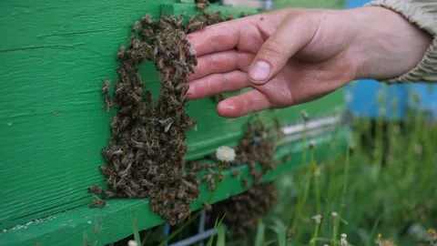 Man's bare hand with many insects crawling over the bees background. Macro shot Stock Footage 156843974