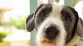 Man's best friend. Cute Dog Outdoors. Close up. HD Footage