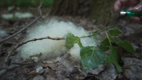Man's burning poplar fluff in the forest Stockbeeldmateriaal 90222590
