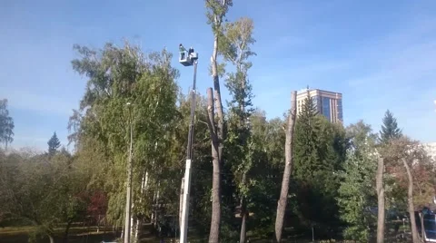 Mans cuts tree with chainsaw on crane Stock Footage 68062159