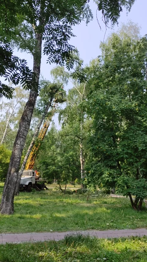 Mans cuts tree with chainsaw on crane, concept of deforestation. Stock Footage 341872086