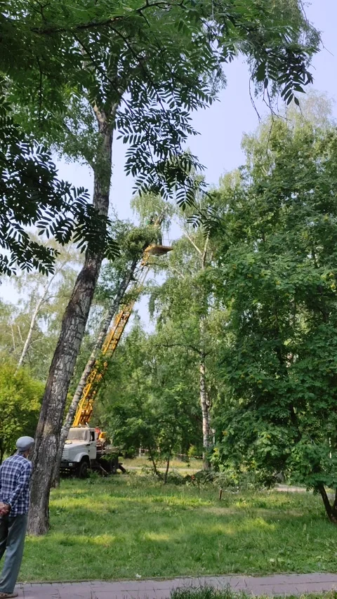 Mans cuts tree with chainsaw on crane, concept of deforestation. Stock Footage 341872111
