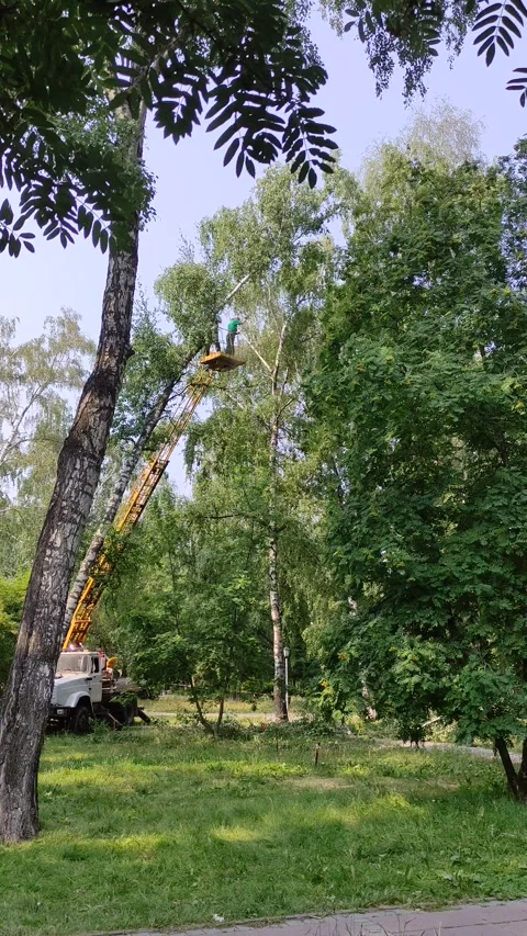 Mans cuts tree with chainsaw on crane, concept of deforestation. Stock Footage 341872121