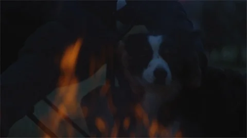 A mans dog watching the campfire in a forest at night Video stock 107454200