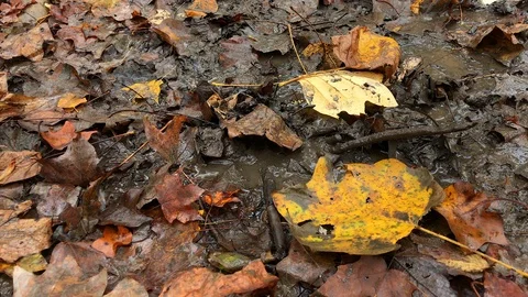 Man's Foot Steps into Muddy Puddle Covered with Fall/Autumn Leaves (Foliage) Stock Footage 98416317