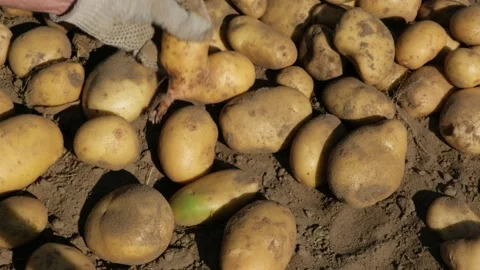 A man's gloved hand takes one heart-shaped organic potato from a pile of freshly Stock Footage 285478150