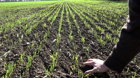 Man's hand on the background field. A man checks the soil fertility and humus 動画素材 83393663