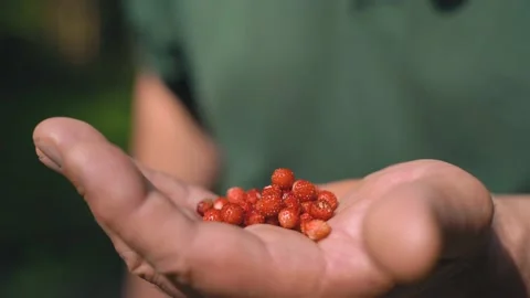 Mans Hand with berry. Stock Footage 157072311