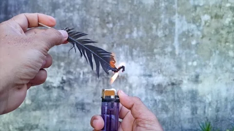 A Man's Hand Burning Black Chicken Feather Using Purple Plastic Match Stock Footage 293648763