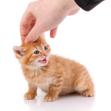 The man's hand is a caress red kitten. Friendship of man and cat. Stock Photos
