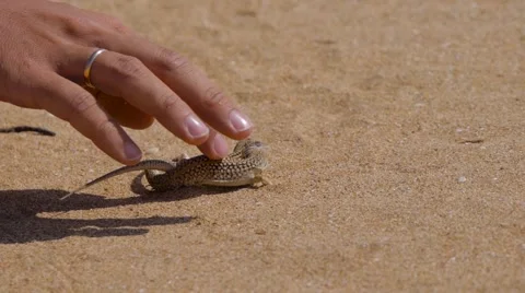 Man's hand caress two small lizards in desert 스톡 동영상 64059651