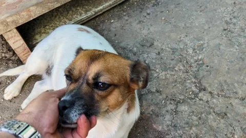 A man's hand caresses a dog. Stock Footage 317758596