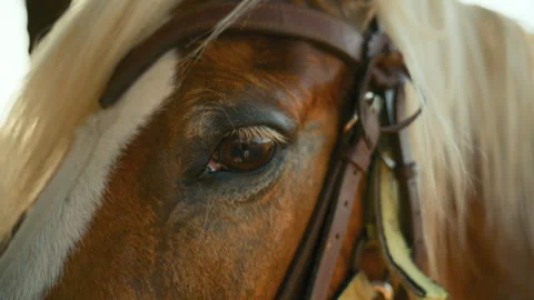 A man's hand caresses the muzzle of a horse, an animal in Calabria outdoors Video stock 336904900