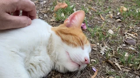 Man's hand caressing cat in a garden Stock Footage 248968013