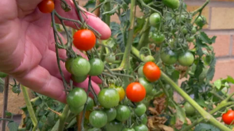 Man's hand checking ripening tomatoes on a garden / yard plant. Video stock 159154153